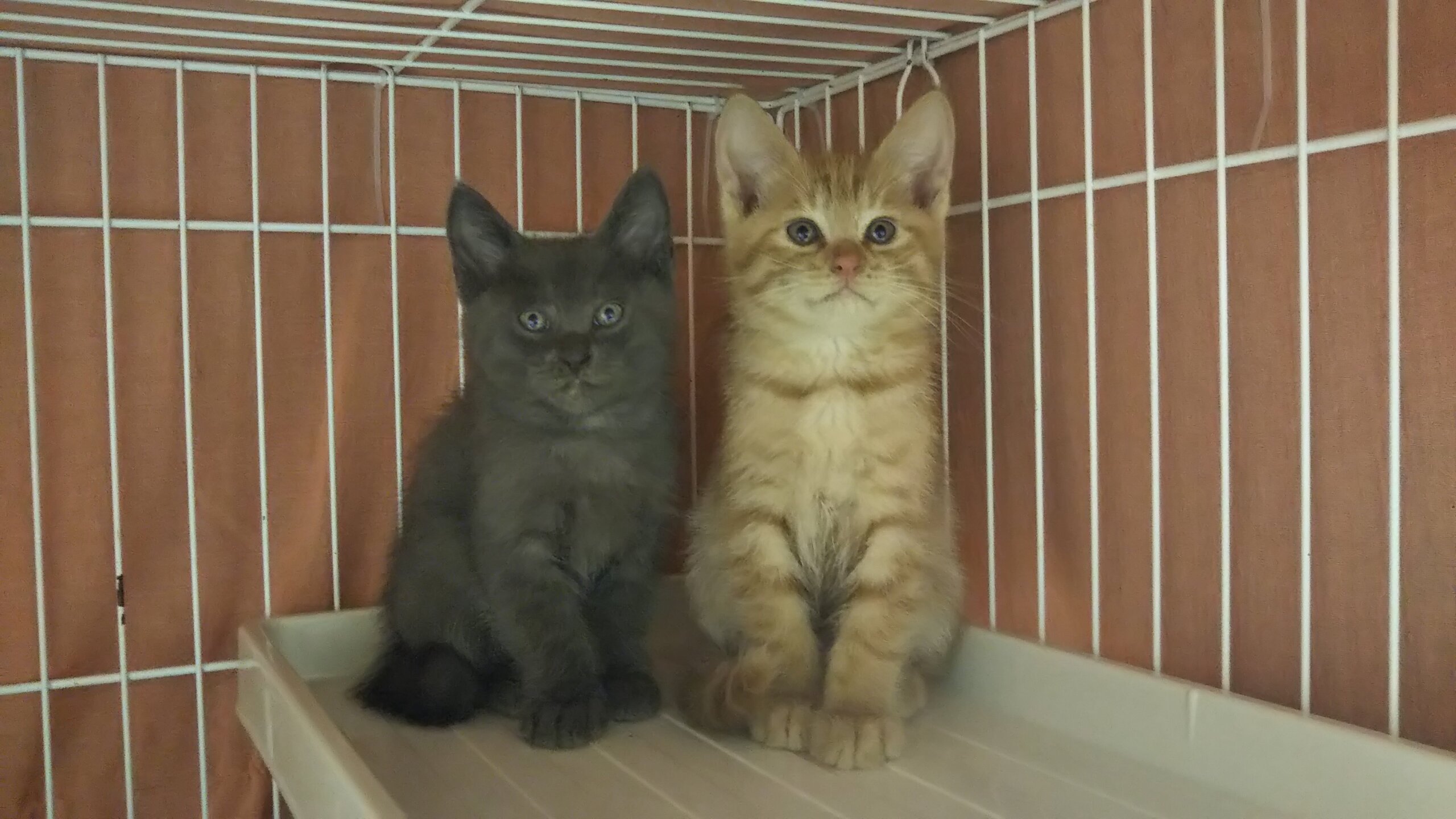 in豊明～子猫がいっぱいの譲渡会 ちーむにゃいんず2021年11月20日(土)