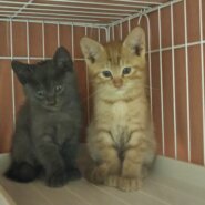 in春日井～猫の譲渡会 ちーむにゃいんず2021年11月20日(土)