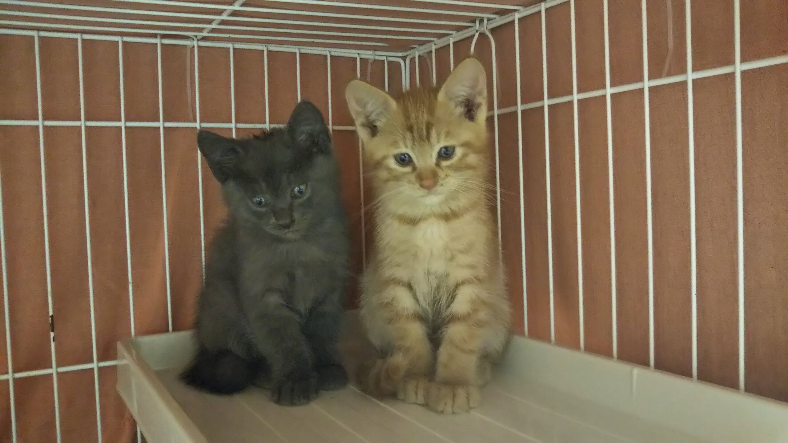 in春日井～猫の譲渡会 ちーむにゃいんず2021年11月20日(土)