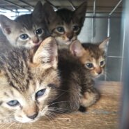 in小牧～子猫もいっぱいの譲渡会 ちーむにゃいんず2021年12月4日(土)