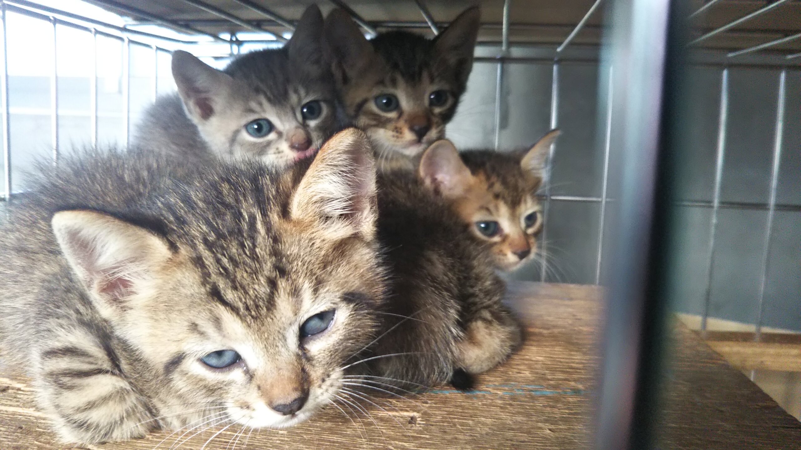 in小牧～子猫もいっぱいの譲渡会 ちーむにゃいんず2021年12月4日(土)