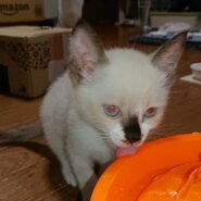 生後２ヶ月の子猫です。