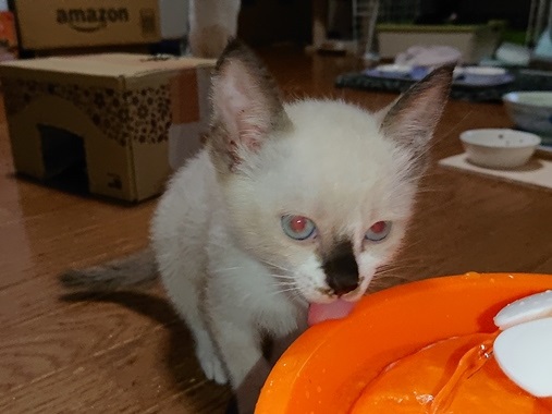 生後２ヶ月の子猫です。