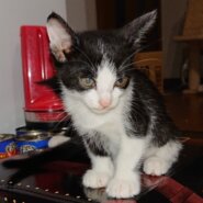 生後２ヶ月の子猫です。