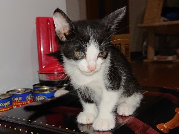 生後２ヶ月の子猫です。