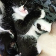 生後２ヶ月の子猫です。