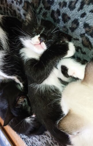 生後２ヶ月の子猫です。