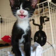 生後２ヶ月の子猫です。