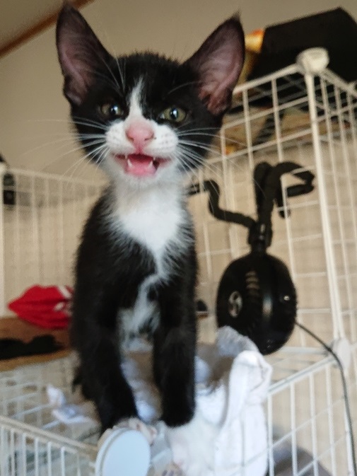 生後２ヶ月の子猫です。