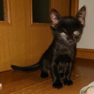 生後２ヶ月の子猫です。