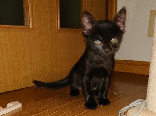 生後２ヶ月の子猫です。