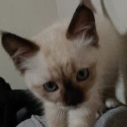 生後２ヶ月の子猫です。