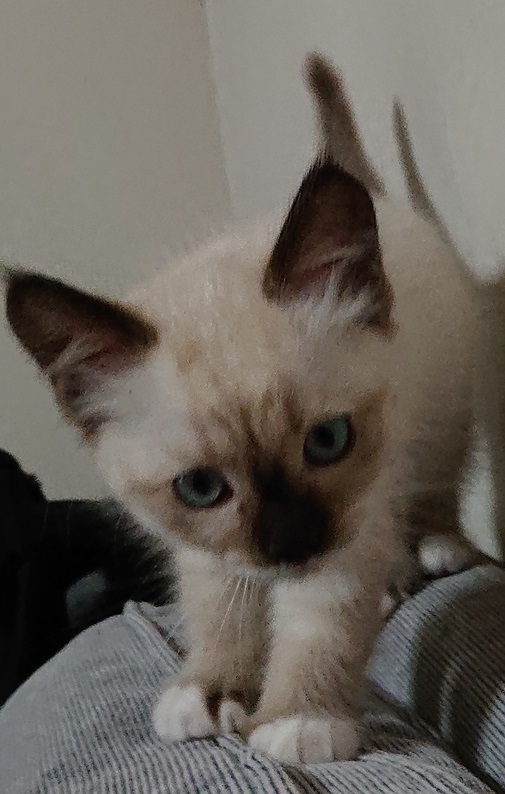 生後２ヶ月の子猫です。