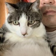 14歳　女の子、避妊手術あり。見た目若いです。持病なし