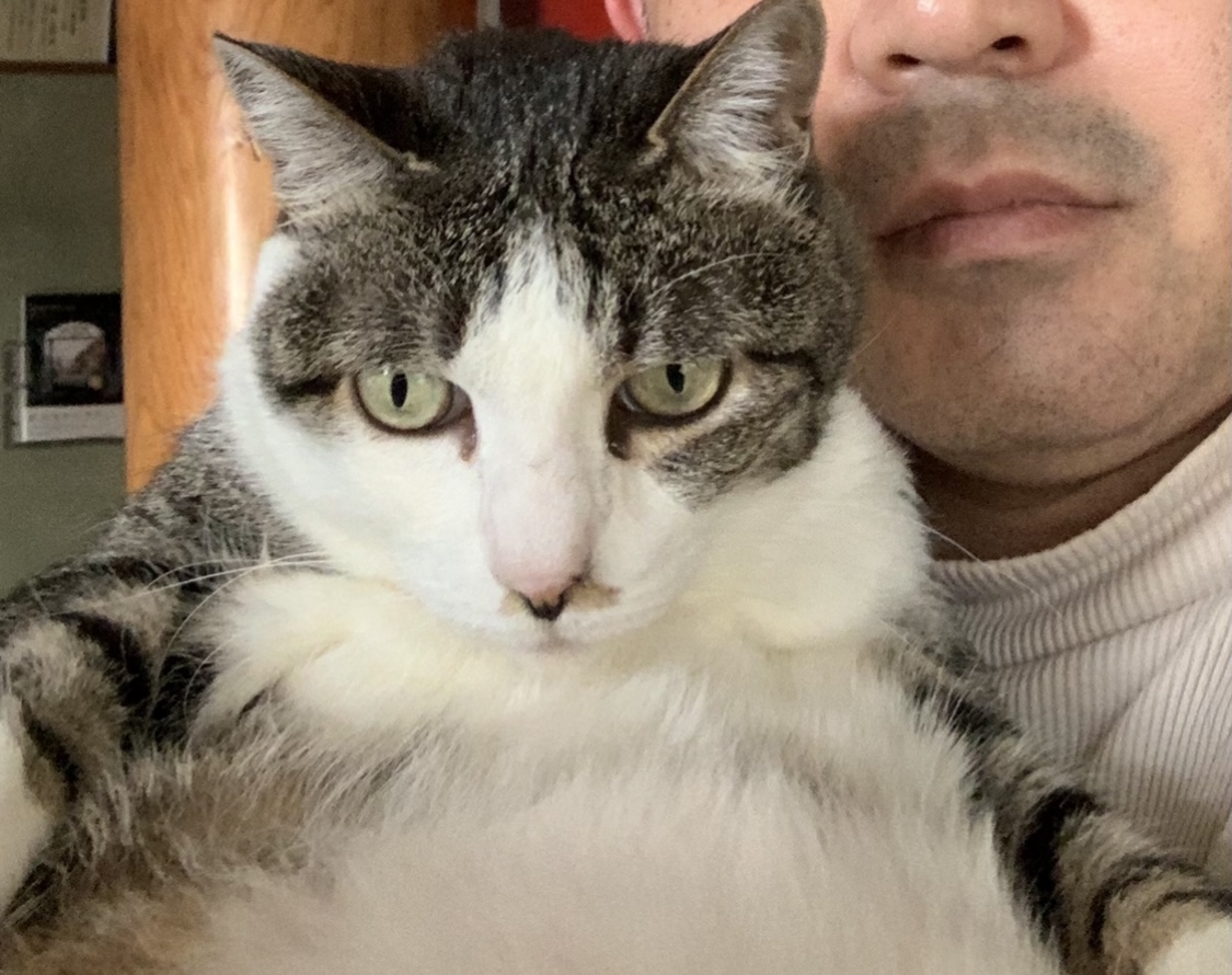 14歳　女の子、避妊手術あり。見た目若いです。持病なし