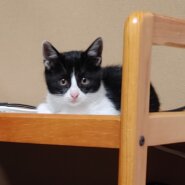 生後3か月の子猫（女の子）トライアルが決まりました