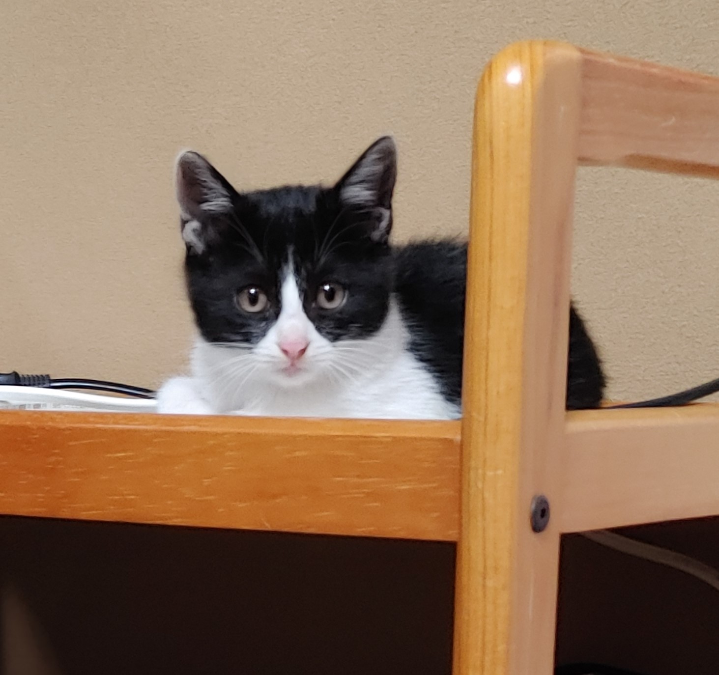 生後3か月の子猫（女の子）トライアルが決まりました