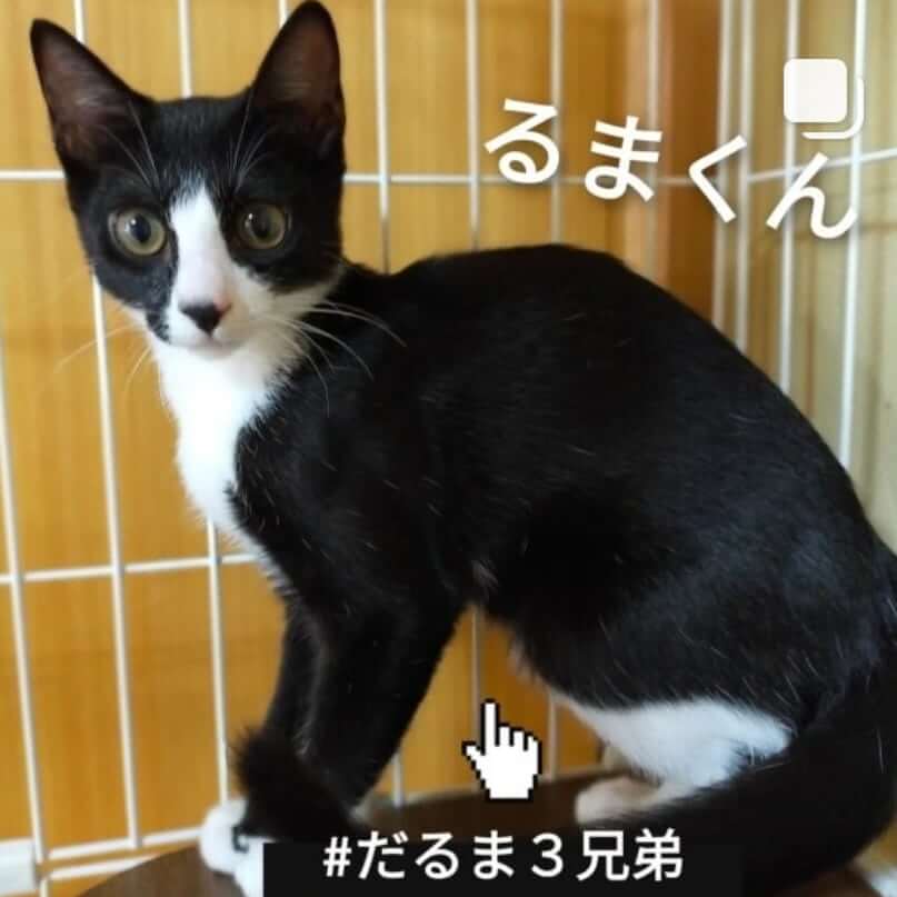 だるま３兄弟のるまくん