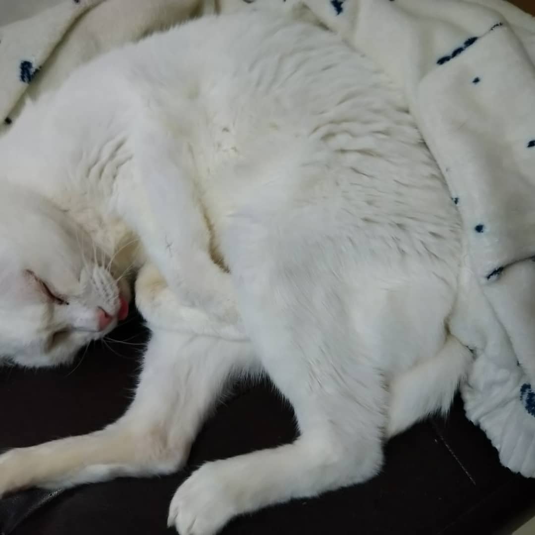 とても甘えん坊な、真っ白な女の子