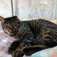 おもちゃ大好きな大人の男の子