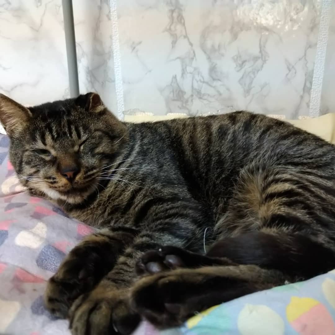 おもちゃ大好きな大人の男の子