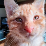 生後２ヶ月半の茶トラ女の子