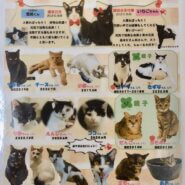 ☆和風猫本舗ふれあい譲渡会のお知らせ☆