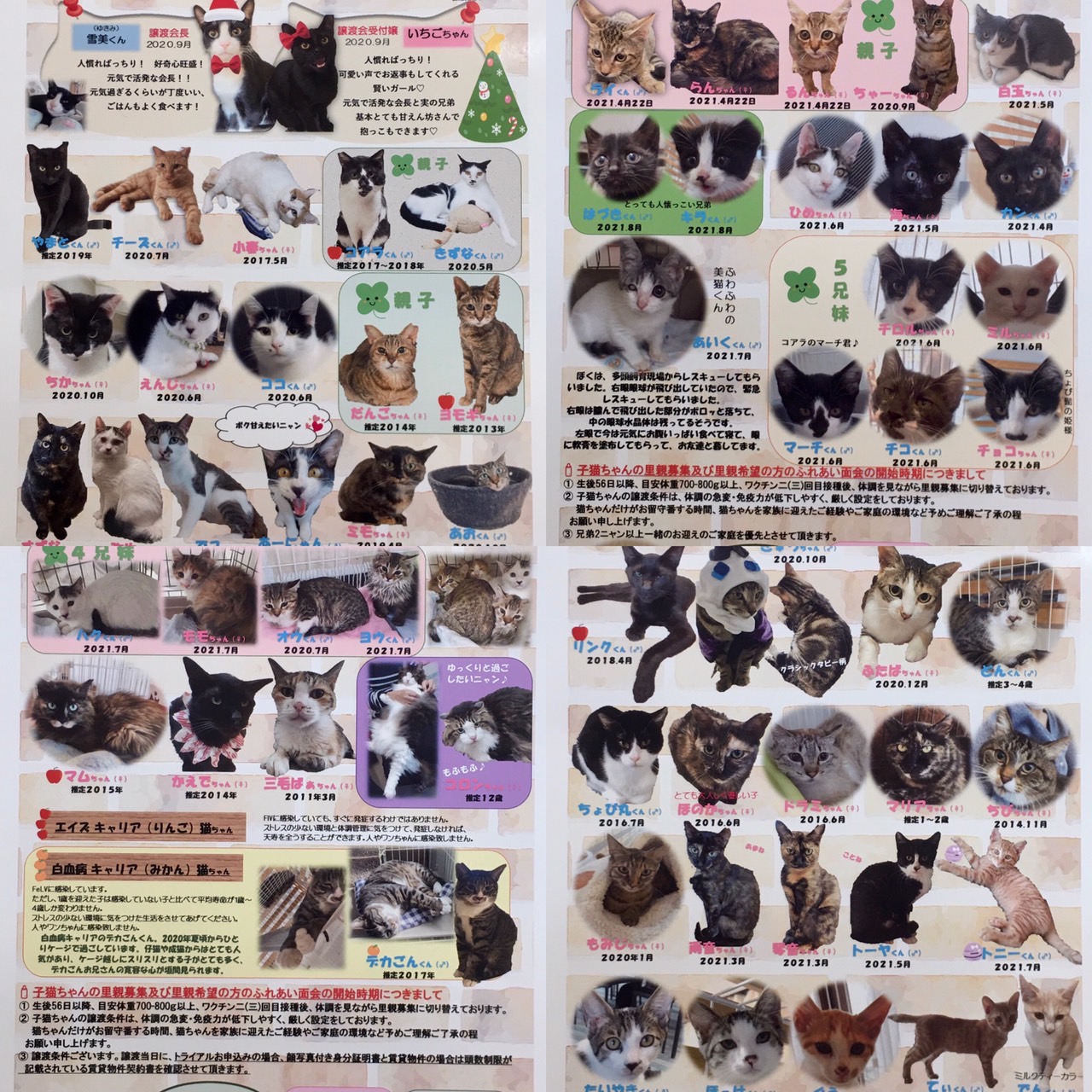 【千葉県船橋市】和風猫本舗ふれあい大譲渡会のお知らせ