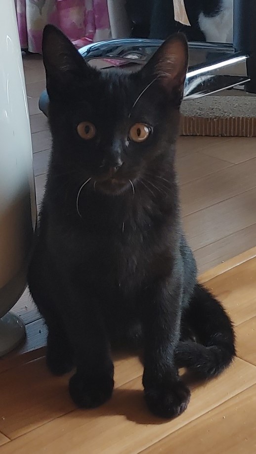 生後3か月の子猫（男の子）　トライアルが決まりました