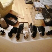 in豊明～子猫から成猫までの譲渡会 ちーむにゃいんず2021年12月18日(土)