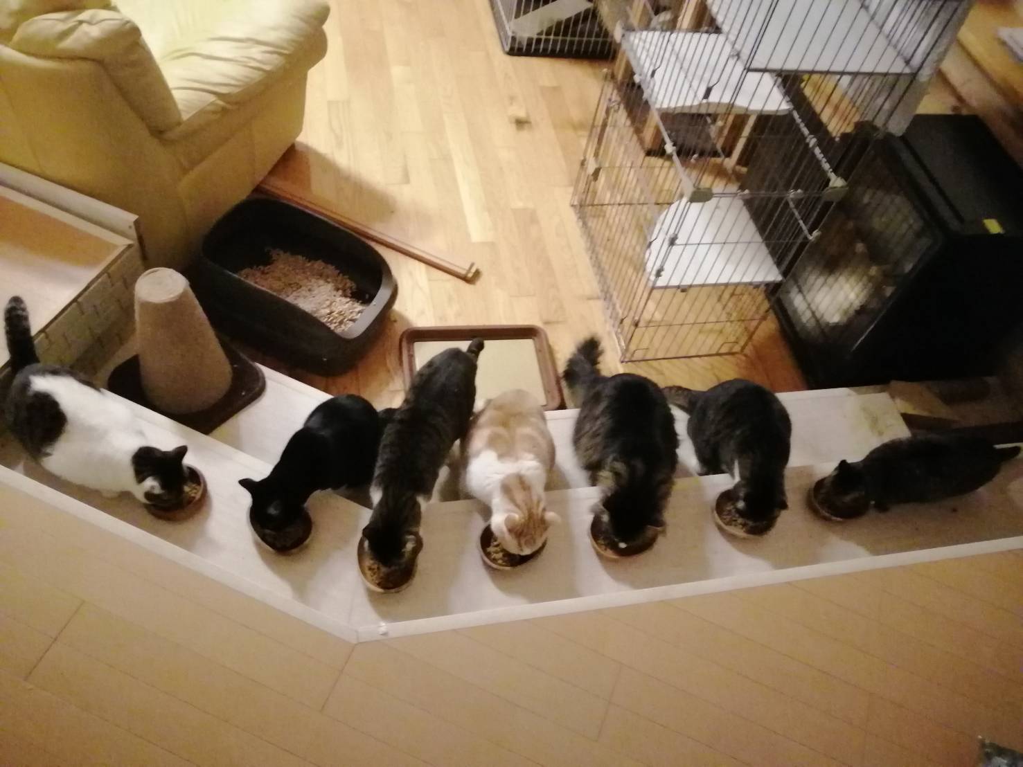 in豊明～子猫から成猫までの譲渡会 ちーむにゃいんず2021年12月18日(土)