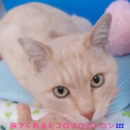 クリーム色の♡穏やかな男の子