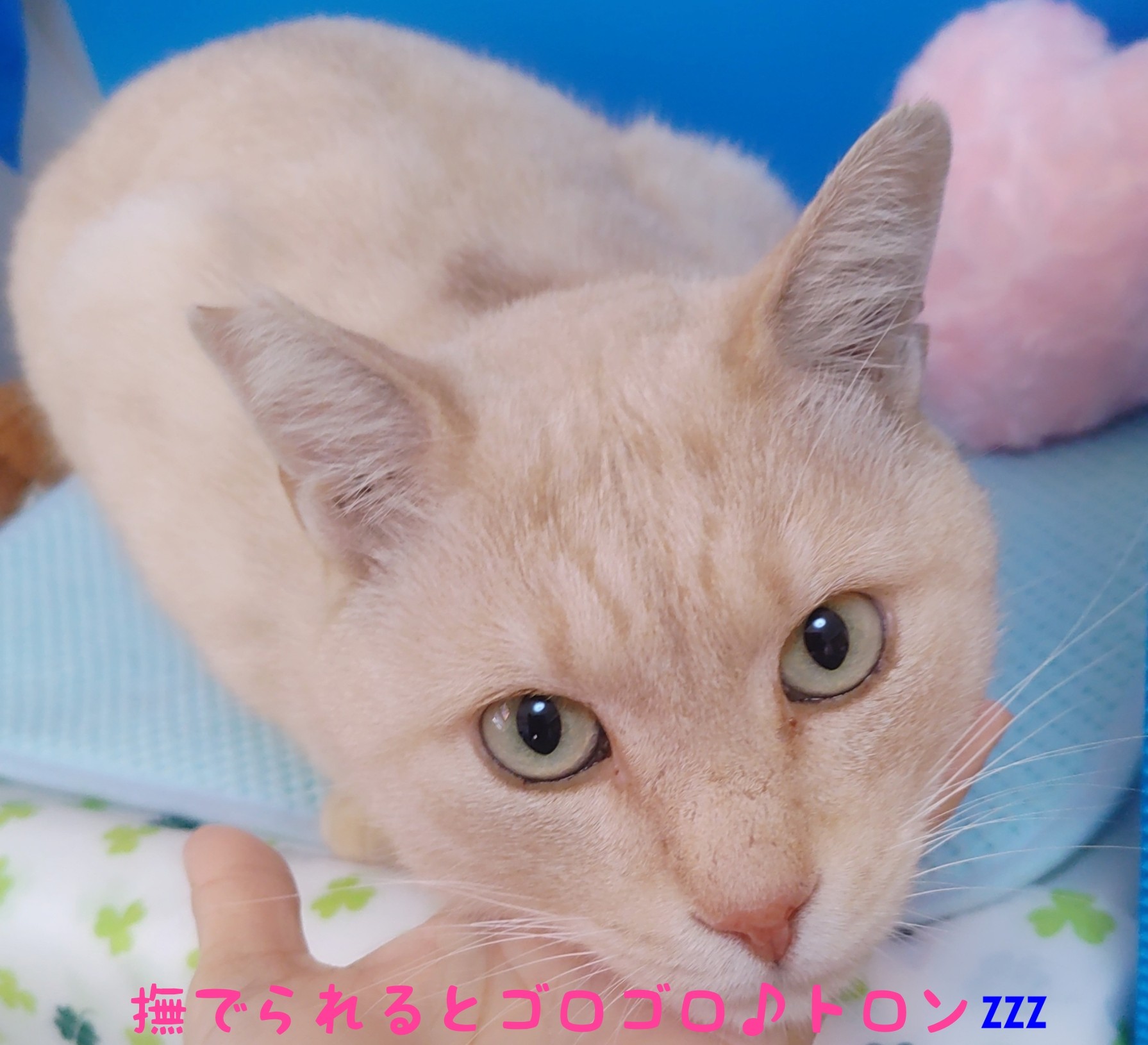 クリーム色の♡穏やかな男の子