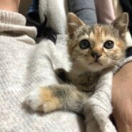 むぎわら柄の子猫ちゃん（女の子）