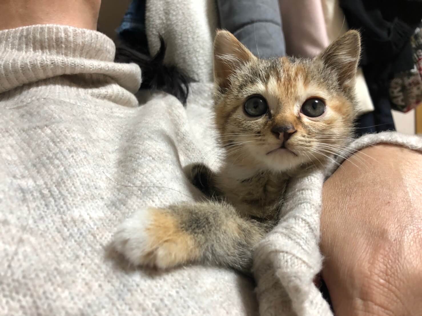 むぎわら柄の子猫ちゃん（女の子）