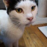 人が大好き甘えん坊のココ　