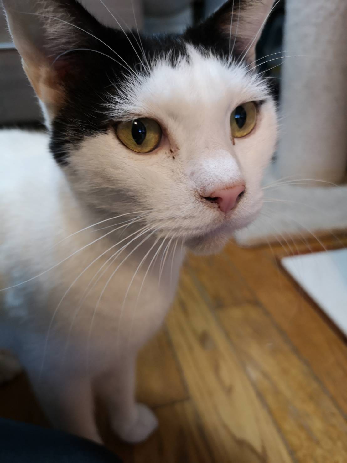 人が大好き甘えん坊のココ　