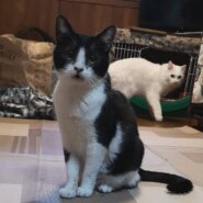 大人しく甘えん坊な小太郎君３-４歳