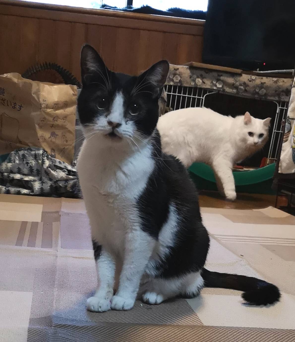 大人しく甘えん坊な小太郎君３-４歳