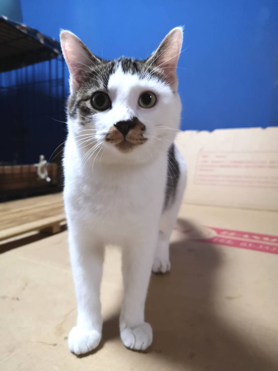 人馴れ抜群、初心者向けカリブ君