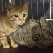 初猫in瀬戸！子猫から成猫までの譲渡会～ちーむにゃいんず2022/01/03