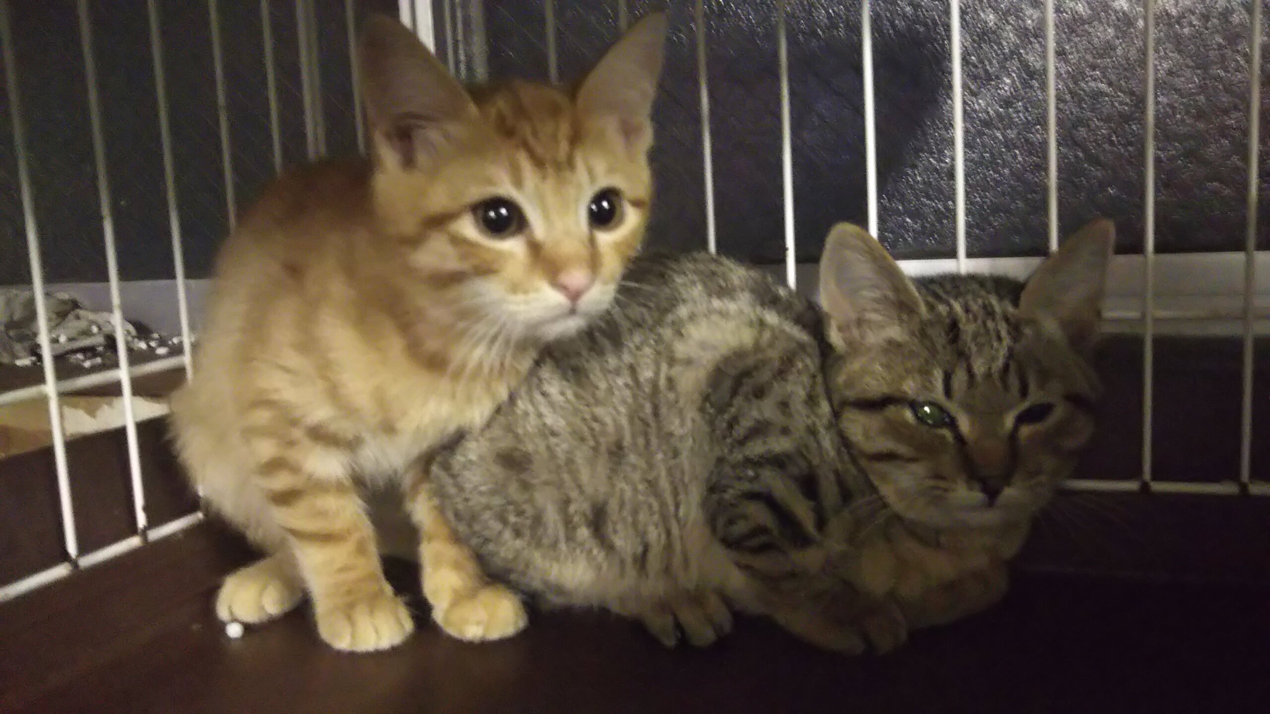 初猫in瀬戸！子猫から成猫までの譲渡会～ちーむにゃいんず2022/01/03