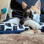 【里親様決定！】人が大好き！三毛猫　3ヶ月♀