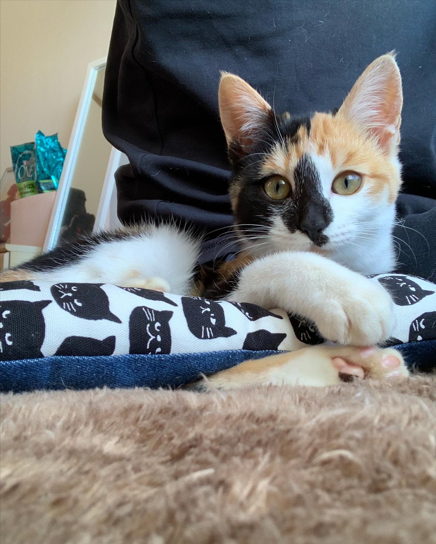 【里親様決定！】人が大好き！三毛猫　3ヶ月♀