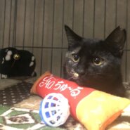 シャイなサビちゃん