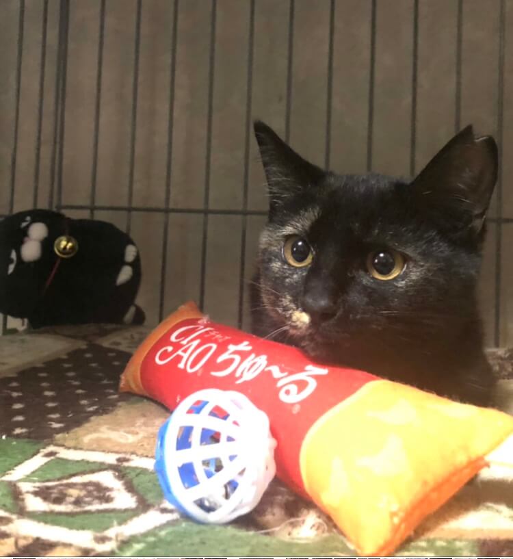 シャイなサビちゃん