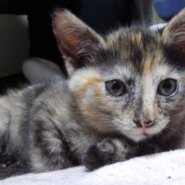 お転婆に変身!? サビ柄の女の子♀