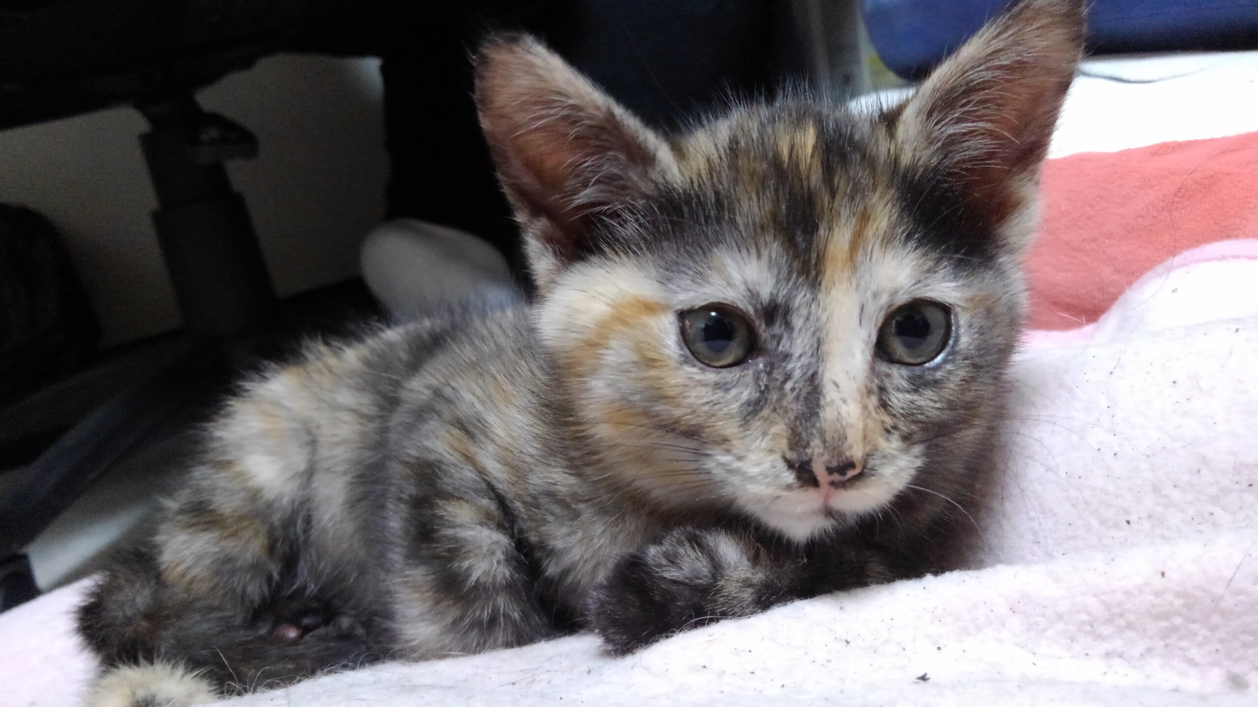 お転婆に変身!? サビ柄の女の子♀