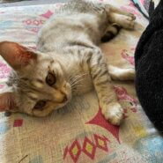 とても元気な子猫兄妹