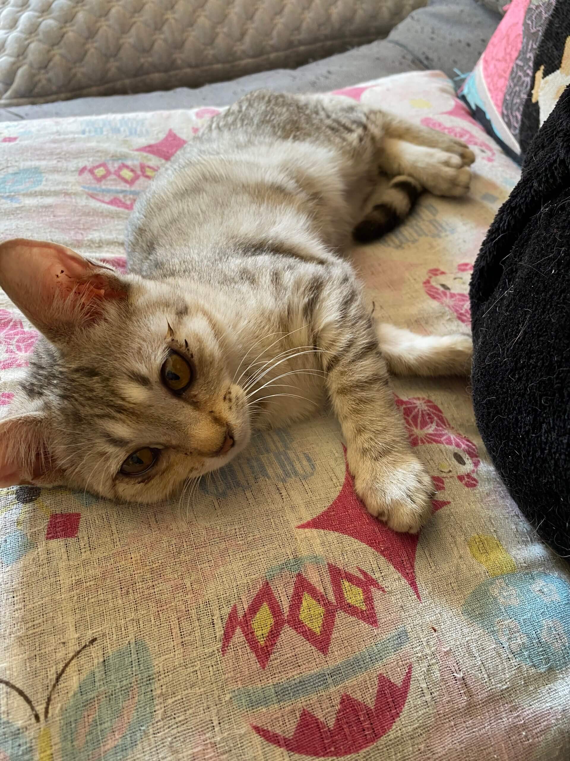 とても元気な子猫兄妹